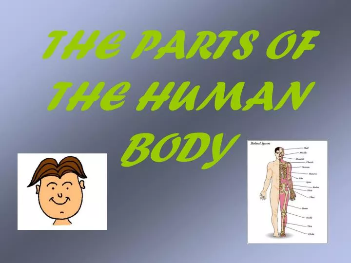 the parts of the human body
