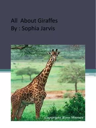 All About Giraffes By : Sophia Jarvis