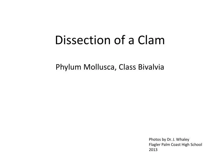 dissection of a clam