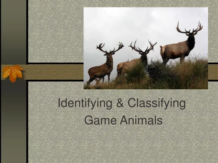 identifying classifying game animals