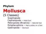 Phylum Mollusca (5 Classes) Scaphopoda 	Cephalopoda – Head foot - slide 1