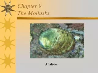 Chapter 9 The Mollusks