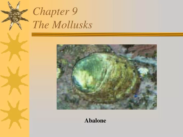 chapter 9 the mollusks