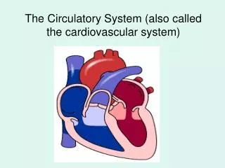 the circulatory system also called the cardiovascular system
