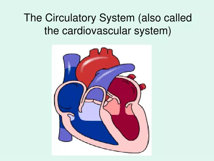 the circulatory system also called the cardiovascular system