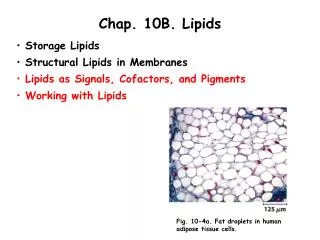 Chap. 10B. Lipids