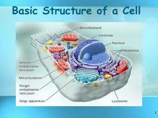 basic structure of a cell