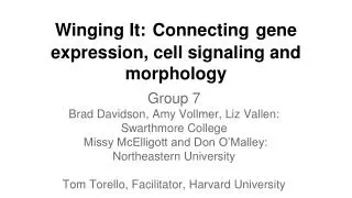 Winging It: Connecting gene expression, cell signaling and morphology