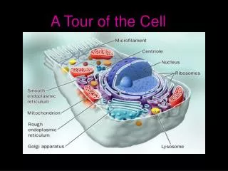 a tour of the cell