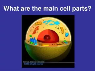 What are the main cell parts?