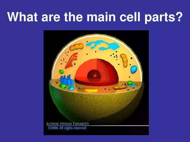 what are the main cell parts