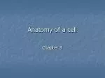 Anatomy of a cell - slide 1