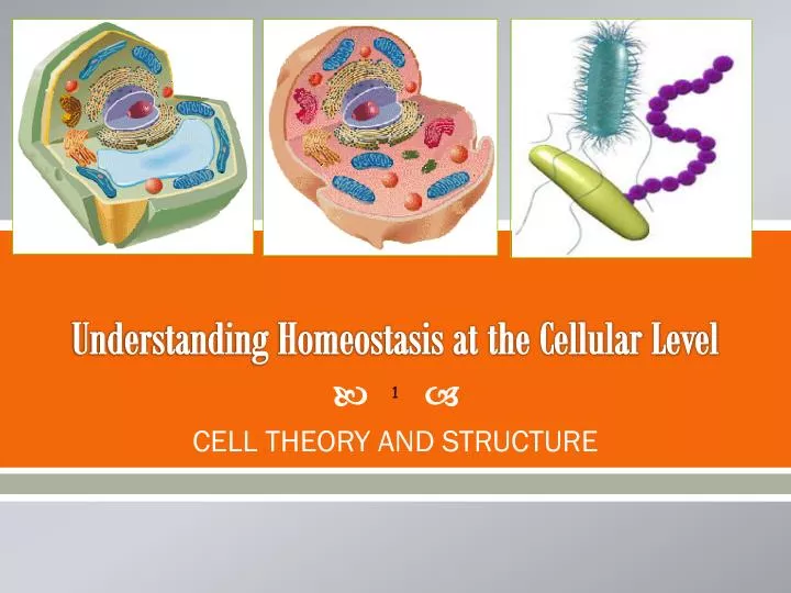 understanding homeostasis at the cellular level