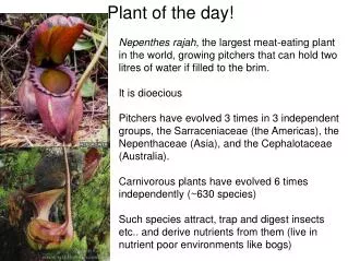 Plant of the day!