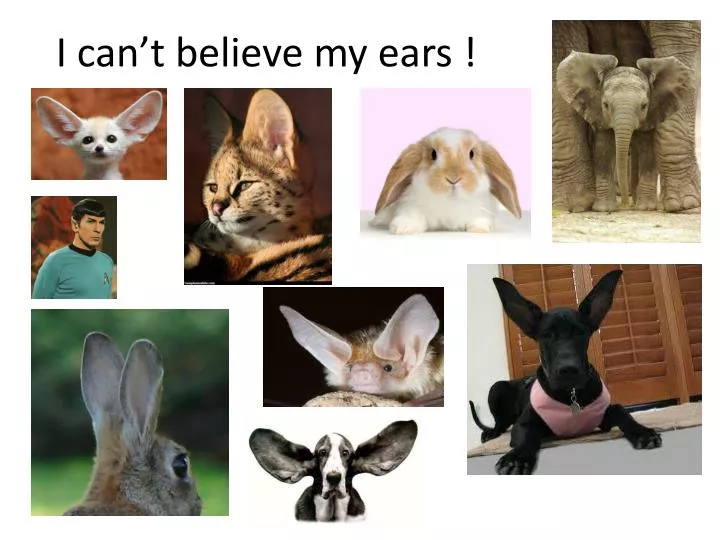 i can t believe my ears
