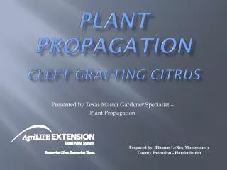 Plant Propagation Cleft Grafting Citrus