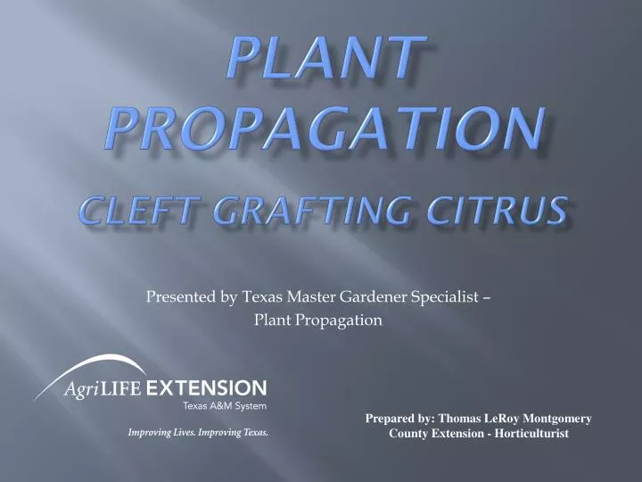 plant propagation cleft grafting citrus