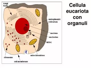 cellula eucariota con organuli