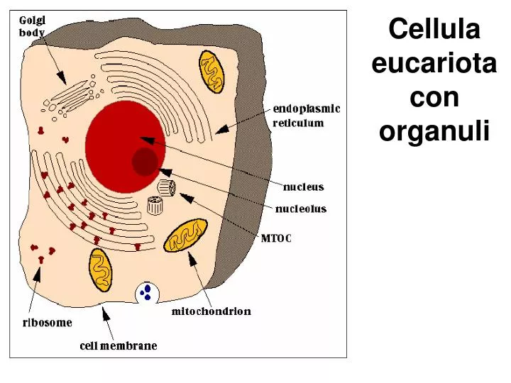 cellula eucariota con organuli