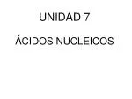 UNIDAD 7 ÁCIDOS NUCLEICOS - slide 1