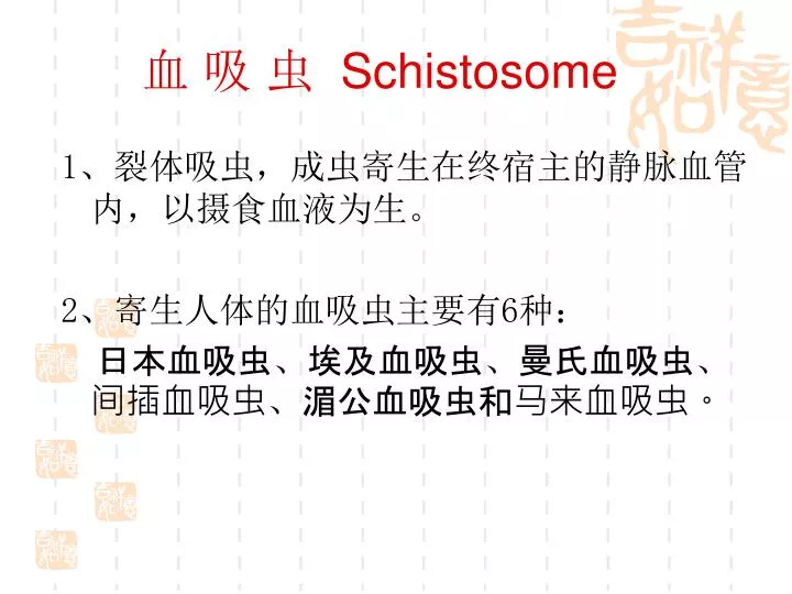 schistosome