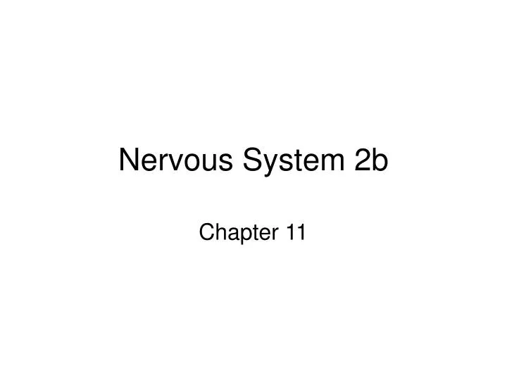 nervous system 2b