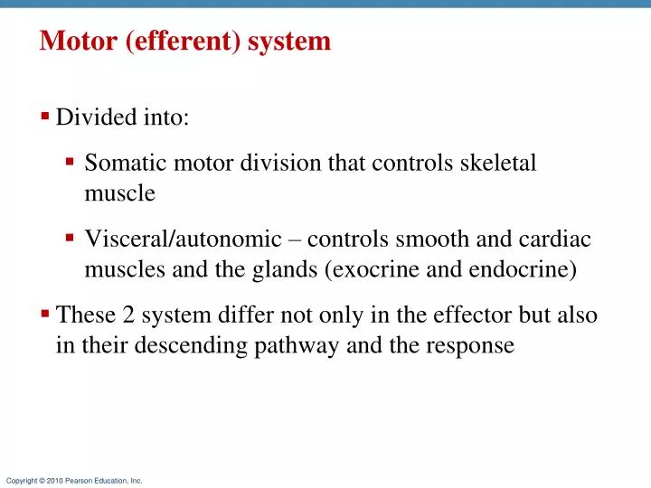 motor efferent system