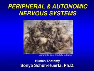 PERIPHERAL &amp; AUTONOMIC NERVOUS SYSTEMS Human Anatomy Sonya Schuh-Huerta, Ph.D.