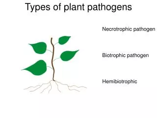 Types of plant pathogens