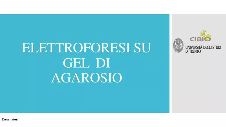 elettroforesi su gel di agarosio