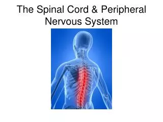 The Spinal Cord &amp; Peripheral Nervous System