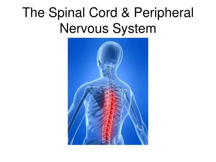 the spinal cord peripheral nervous system