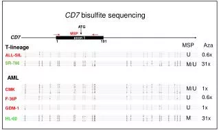 CD7 bisulfite sequencing