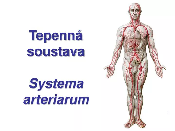 tepenn soustava systema arteriarum