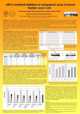 siRNA-mediated inhibition of antiapoptotic genes in human bladder cancer cells