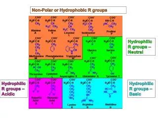 Non-Polar or Hydrophobic R groups