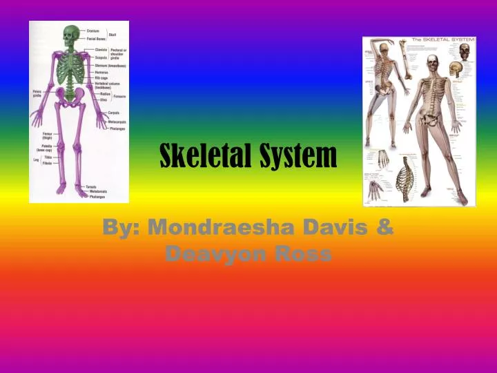 skeletal system