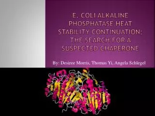 E. Coli Alkaline Phosphatase Heat Stability Continuation; the Search for a Suspected Chaperone