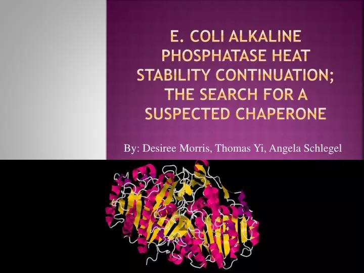 e coli alkaline phosphatase heat stability continuation the search for a suspected chaperone