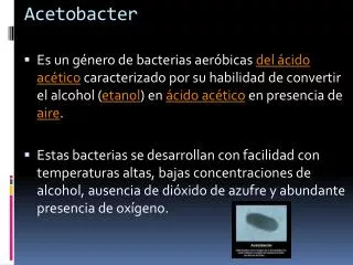 acetobacter