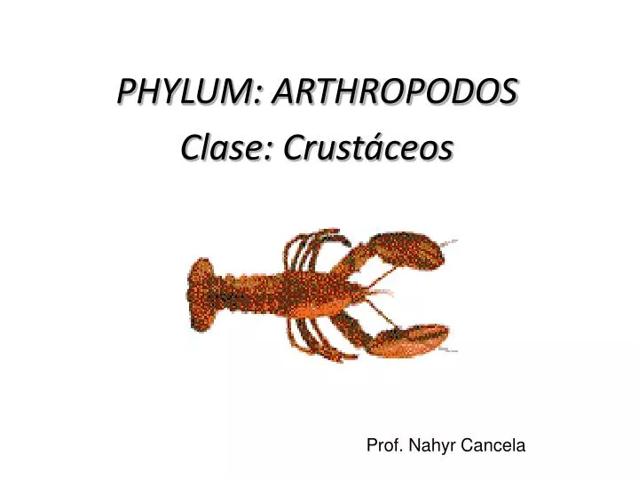 phylum arthropodos clase crust ceos