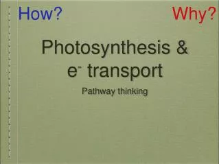 Photosynthesis &amp; e - transport