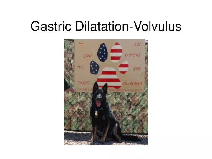 gastric dilatation volvulus