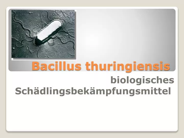 bacillus thuringiensis