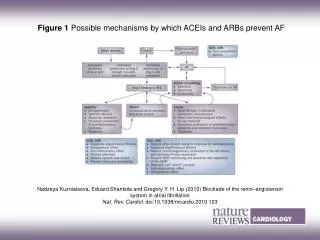 Figure 1 Possible mechanisms by which ACEIs and ARBs prevent AF