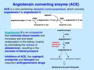 Angiotensin converting enzyme (ACE)