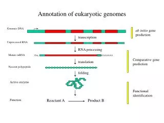 Annotation of eukaryotic genomes