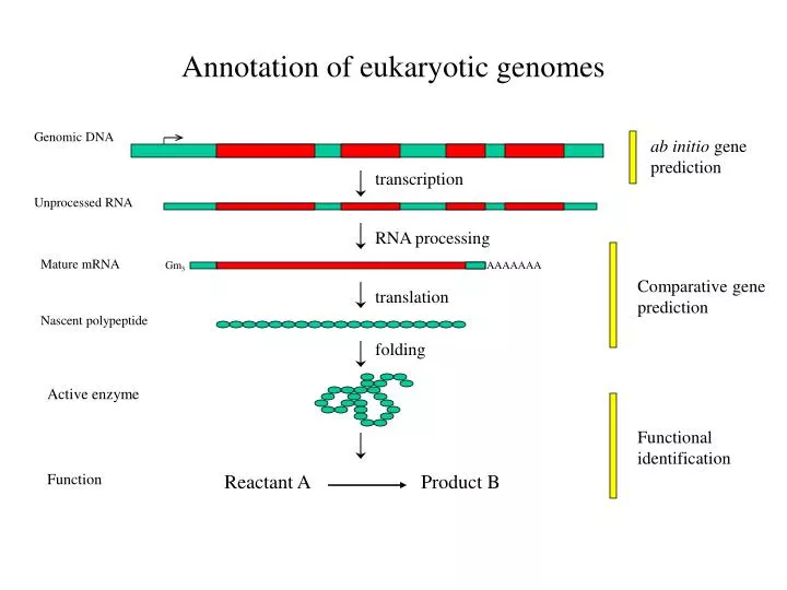 annotation of eukaryotic genomes