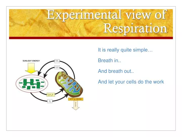 experimental view of respiration