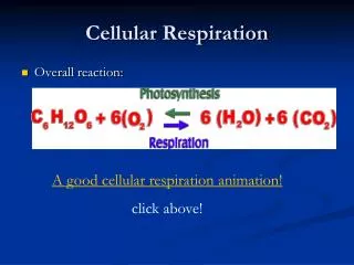 Cellular Respiration